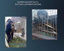 Supervisi DPP DUTL, Satwa Liar Binturong